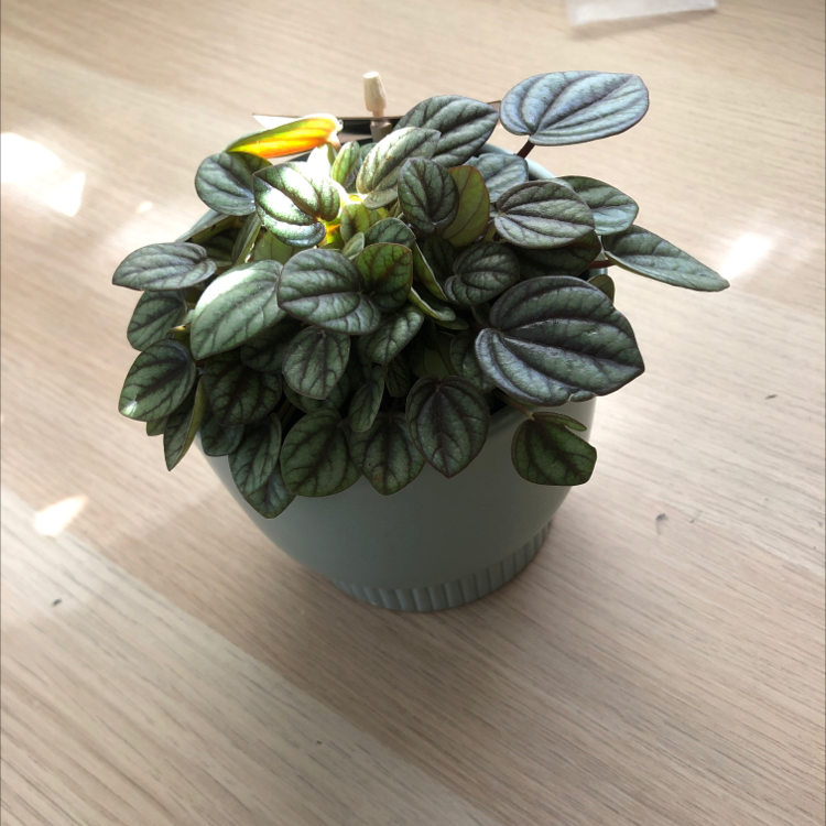 Photo of the plant species Piccolo banda by @miahaddrick named jasper on Greg, the plant care app