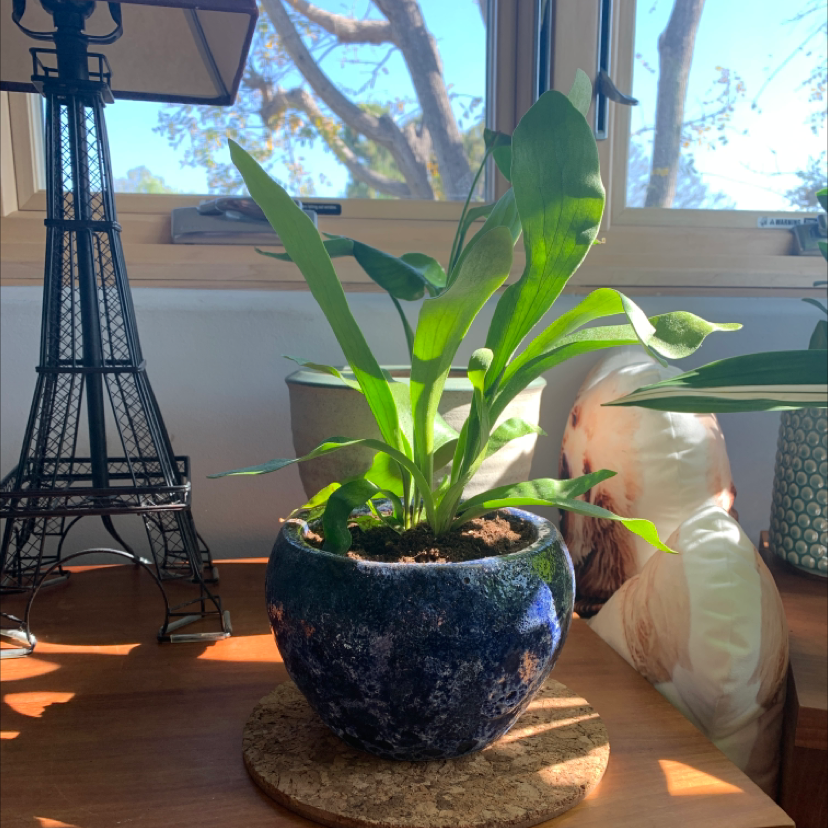 Potted Elkhorn Fern on a wooden surface near a window, with visible soil and healthy green leaves.