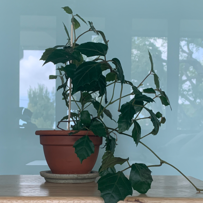 A healthy potted Grape Ivy plant with trailing vines climbing a support, minor leaf yellowing visible.