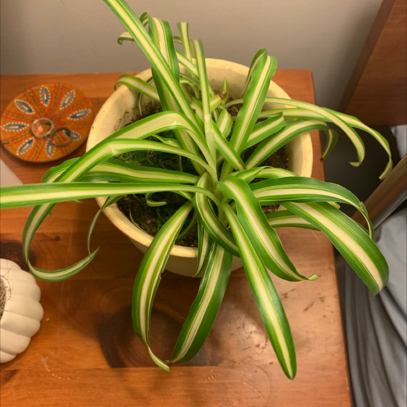 Spider Plant plant photo by @KaiPreminger named Jack on Greg, the plant care app.