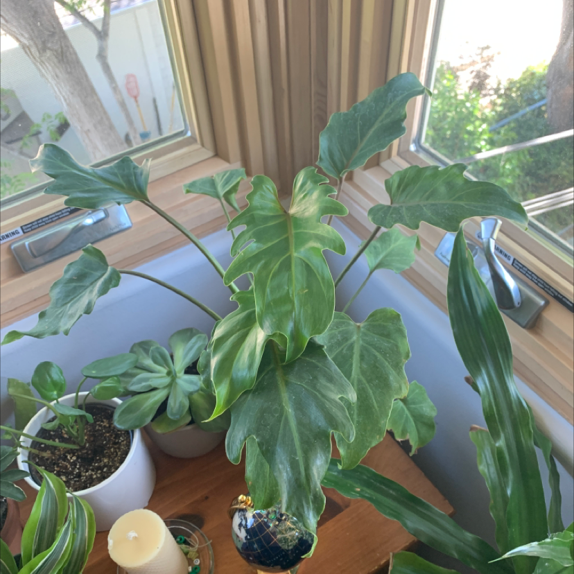 Philodendron Xanadu plant near a window with green, healthy leaves.