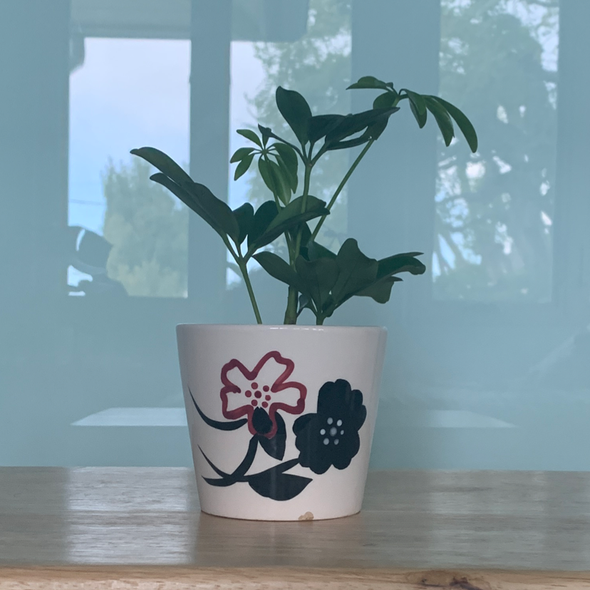 Dwarf Umbrella Tree plant photo by @KaiPreminger named Pluto on Greg, the plant care app.