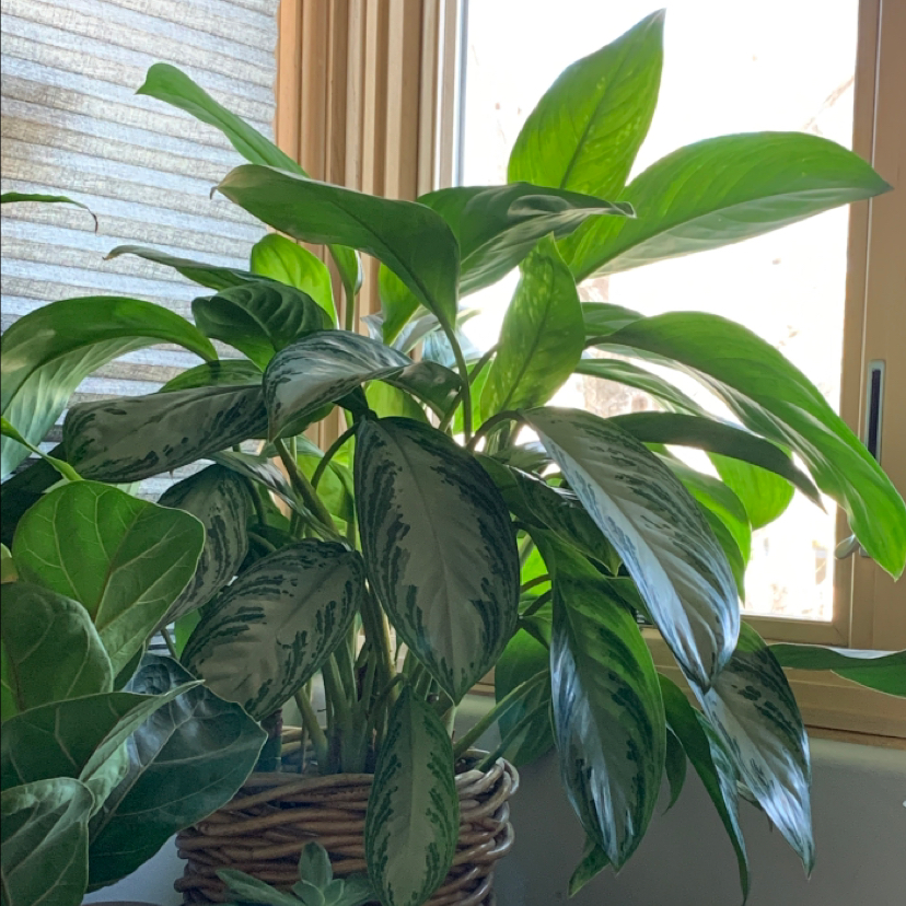 Chinese Evergreen plant photo by @KaiPreminger named Francine on Greg, the plant care app.