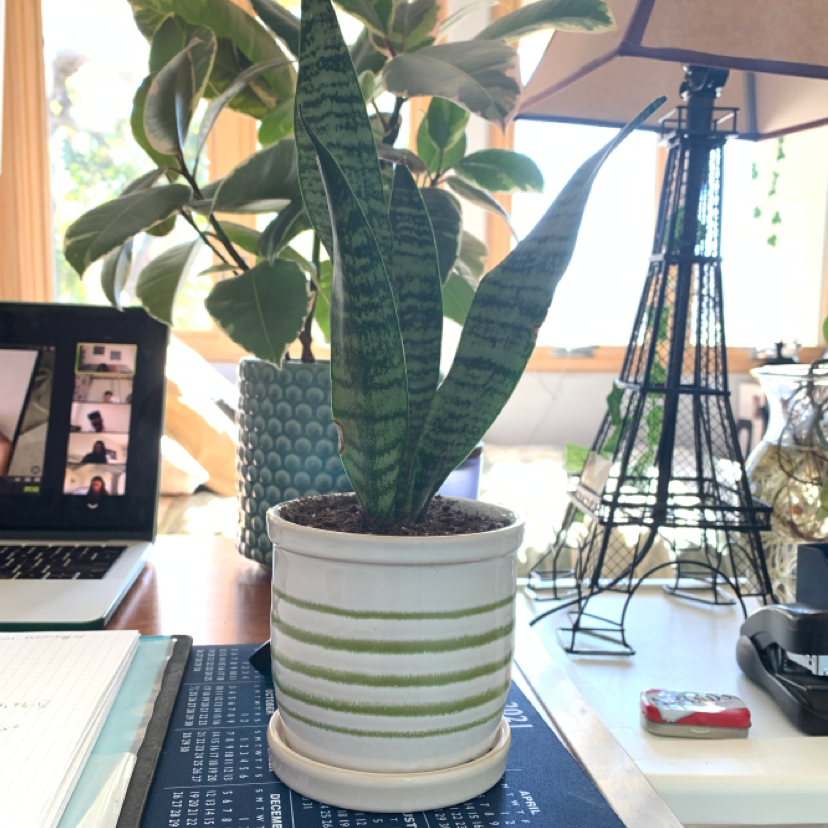Snake Plant plant photo by @KaiPreminger named Timothy on Greg, the plant care app.