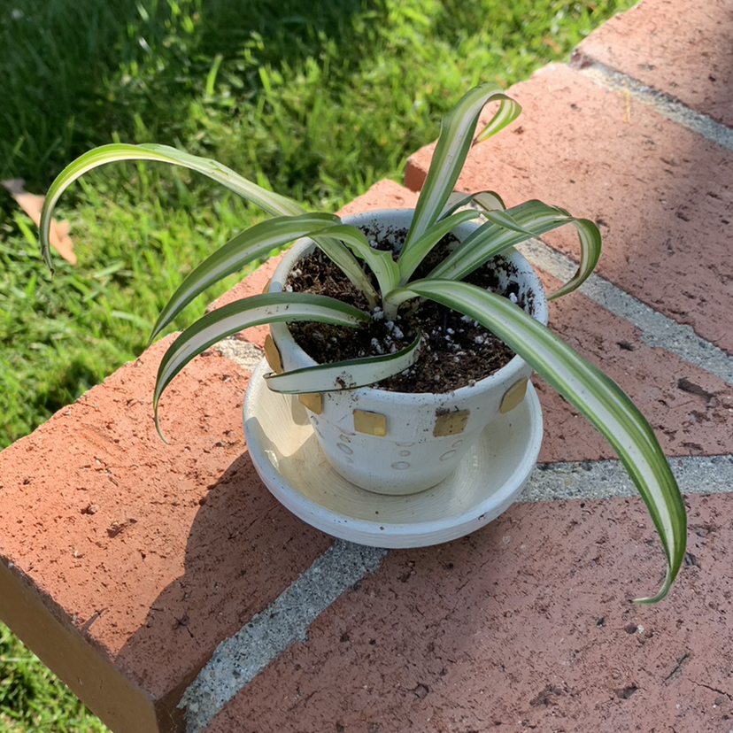 Spider Plant plant photo by @KaiPreminger named Tom on Greg, the plant care app.