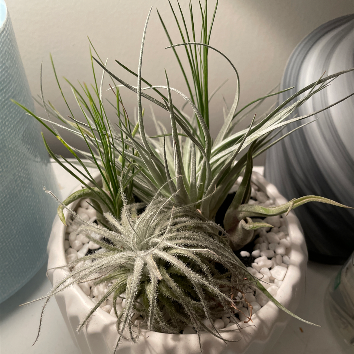 Medusa Head Air Plant in a white pot with white pebbles, appearing healthy.
