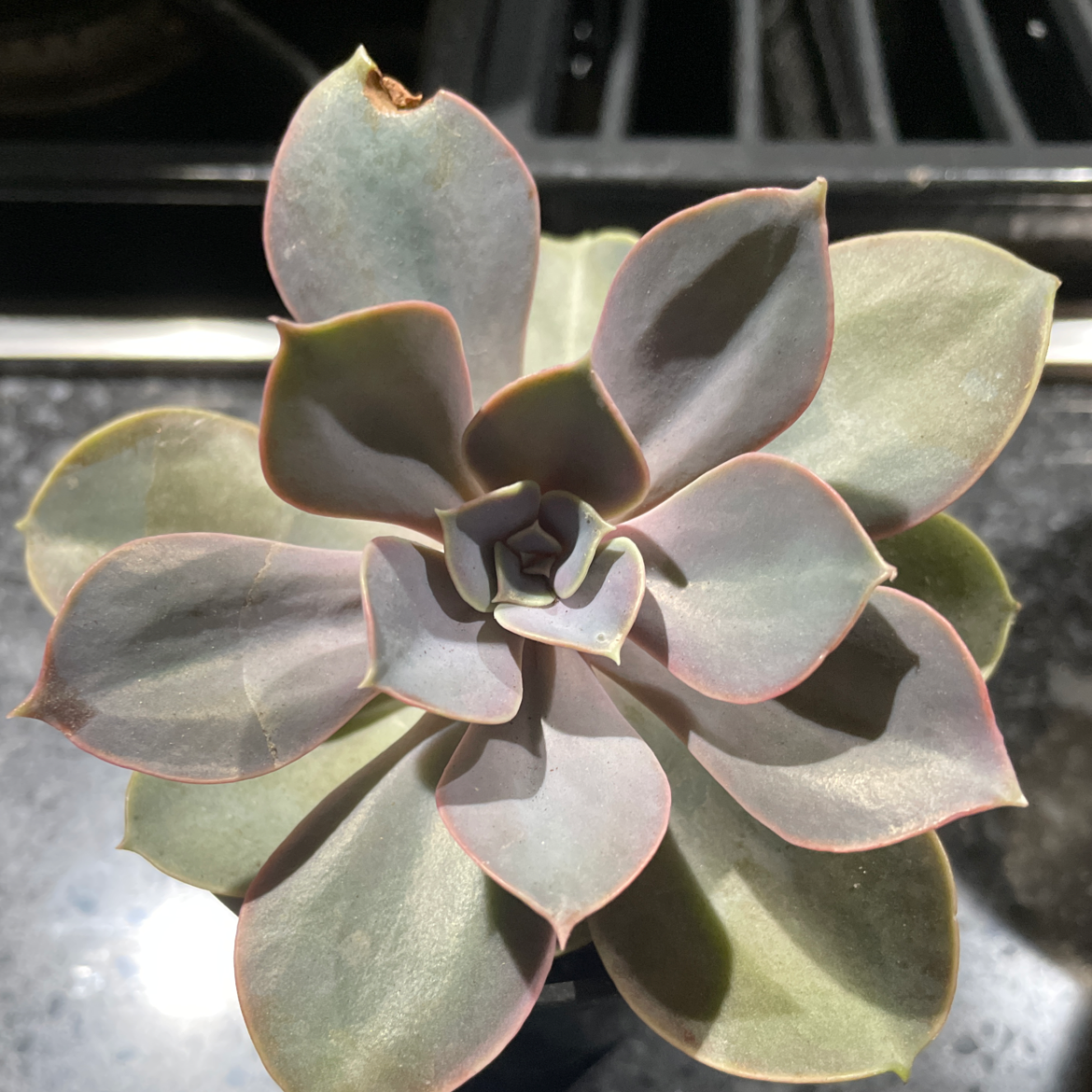 Echeveria Gibbiflora succulent with rosette-shaped leaves, slight browning at tips.
