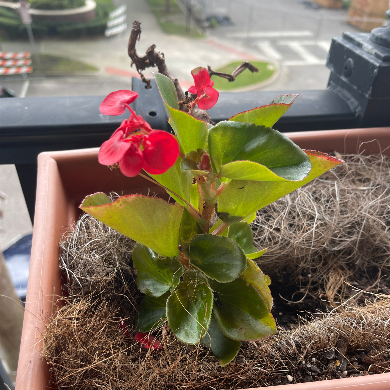 Photo of the plant species Clubed Begonia by @HappyLeaf named Tree Diddy on Greg, the plant care app