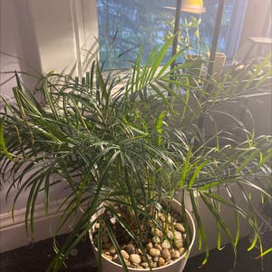 Phoenix Roebelenii plant photo by @Bay_Hug named Palm on Greg, the plant care app.