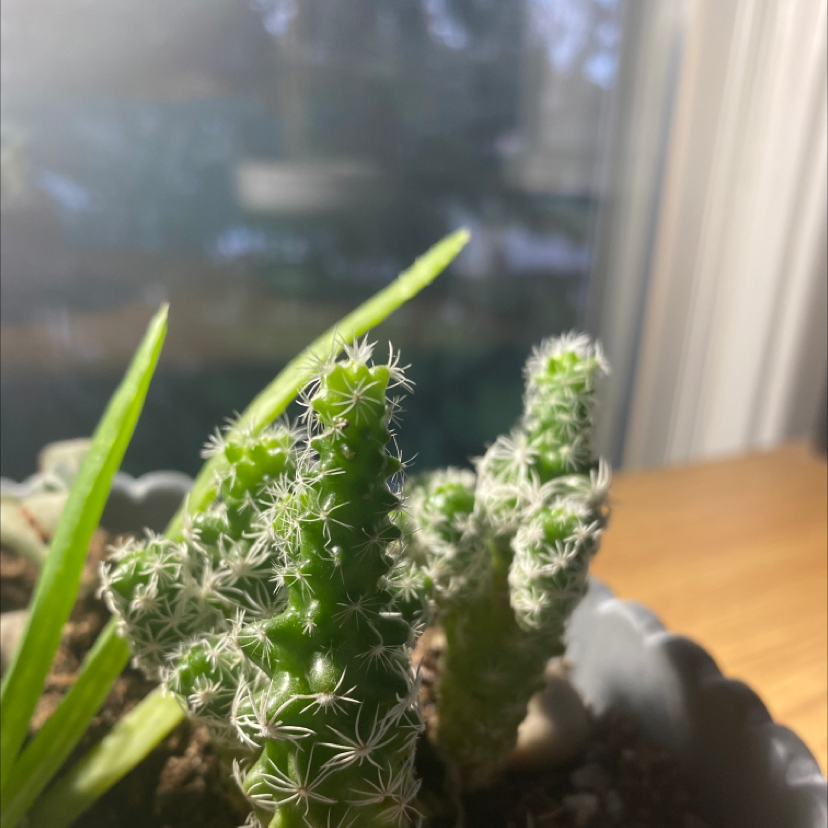 Photo of the plant species Thimble Cactus by @Bay_Hug named Bean on Greg, the plant care app