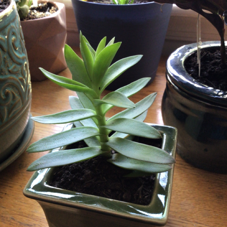Healthy Red Pagoda succulent in a small pot, placed indoors near a window.