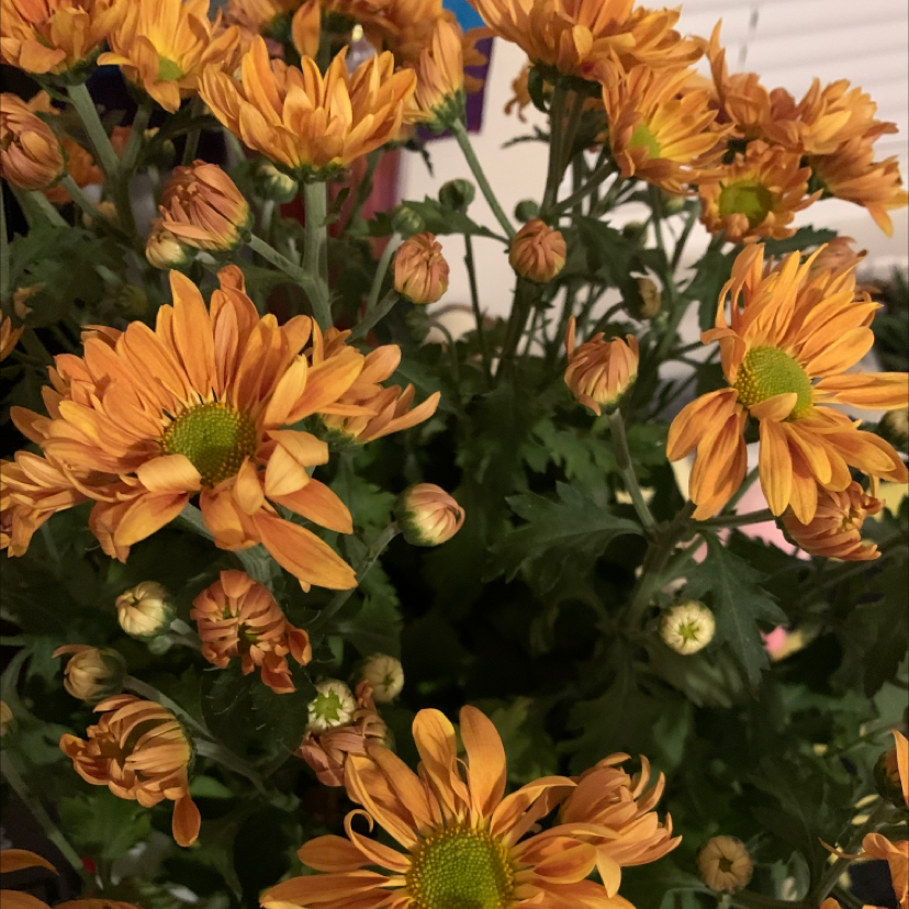 Flowering Giant Crego Aster with numerous orange blooms and green foliage.