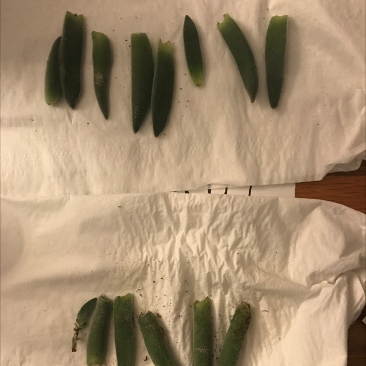 Succulent Bush Senecio plant photo by @rytmanning named Propagating Leaves (Succulents Coming Soon!) on Greg, the plant care app.