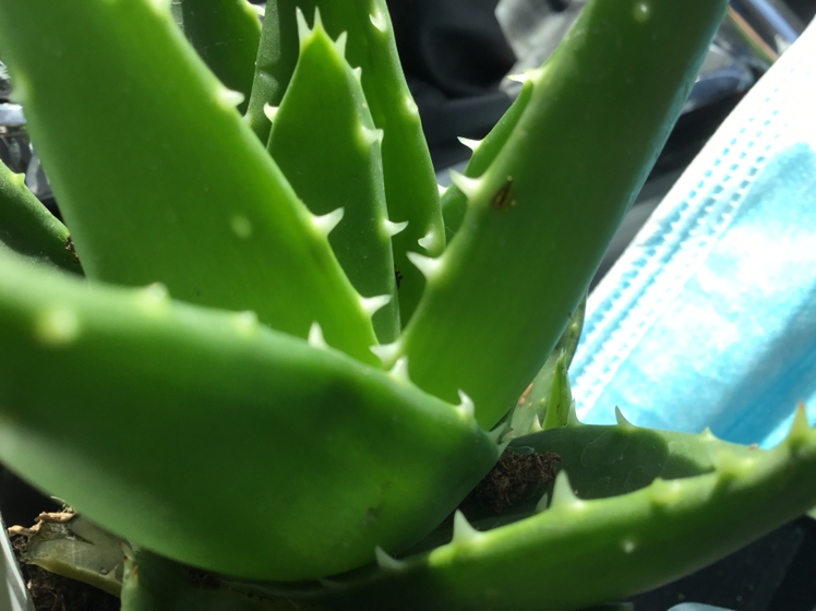 Aloe vera plant photo by @rytmanning named Bush-Bush on Greg, the plant care app.