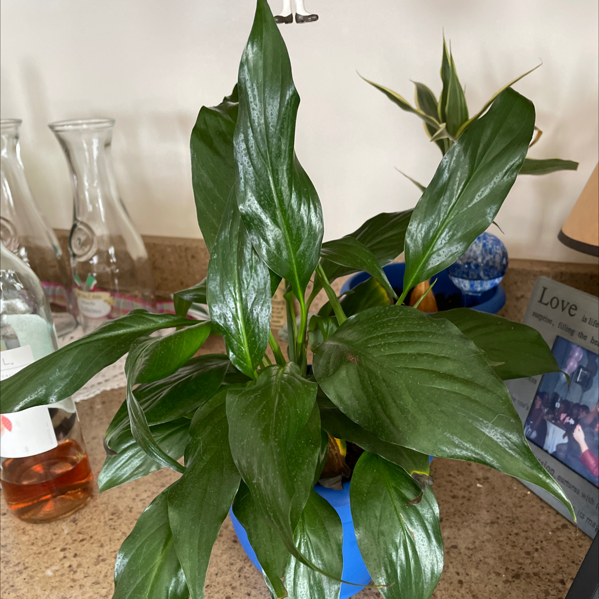 Peace Lily plant photo by Jia named peace lily on Greg, the plant care app.