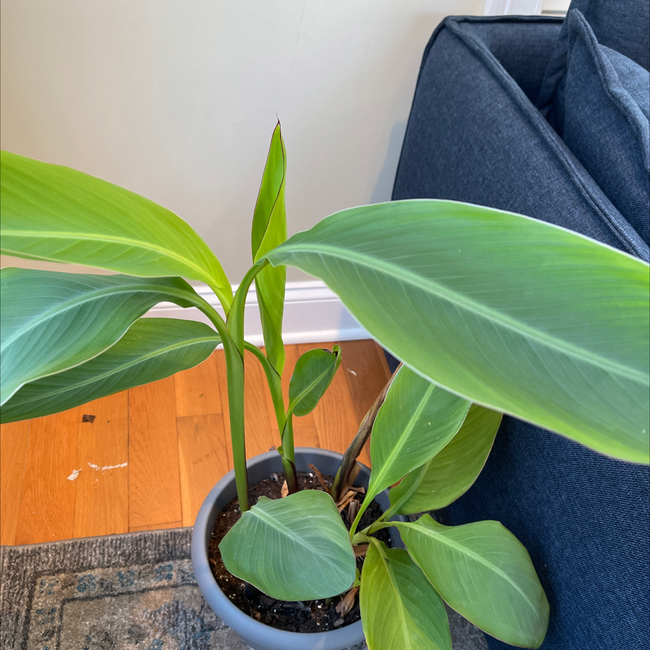 Healthy, thriving potted Canna Lily plant with large green leaves and no signs of discoloration or disease.
