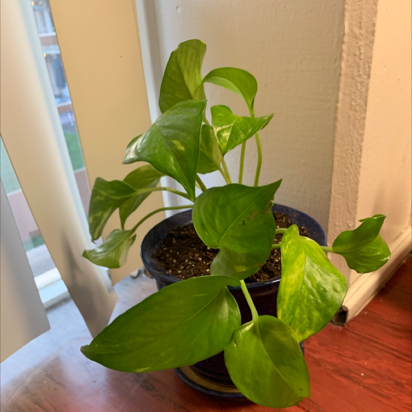 Taro Vine plant photo by @Superpuffer named Plant Minaj on Greg, the plant care app.