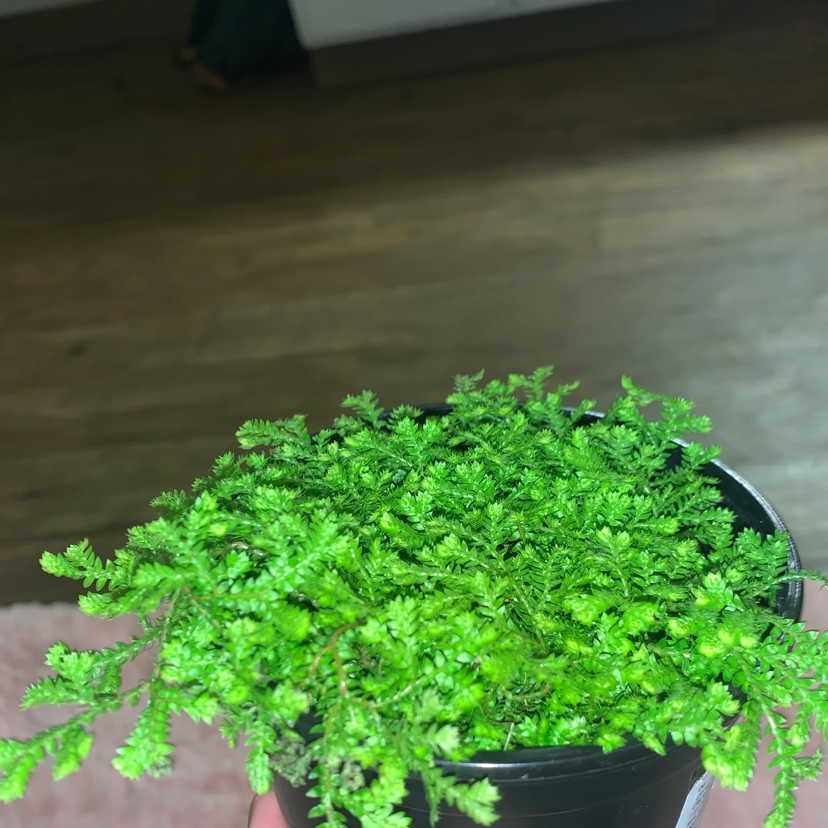 Plant care for Rainbow moss, Peacock fern on Greg, the plant care app