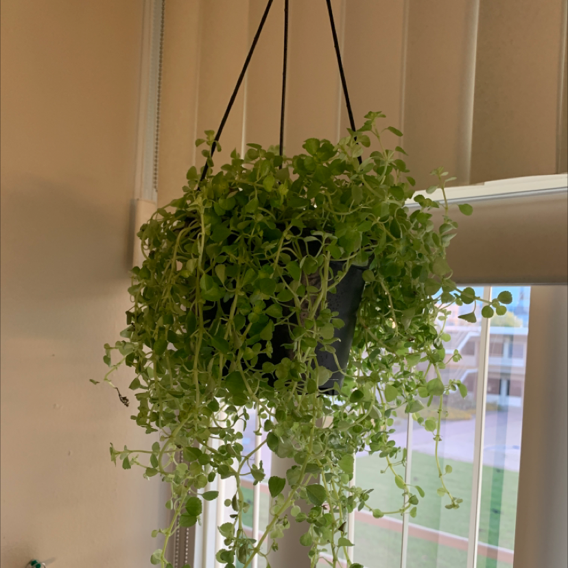 Photo of the plant species Pilea Baby Tears by @Superpuffer named Meg Thee Plant on Greg, the plant care app