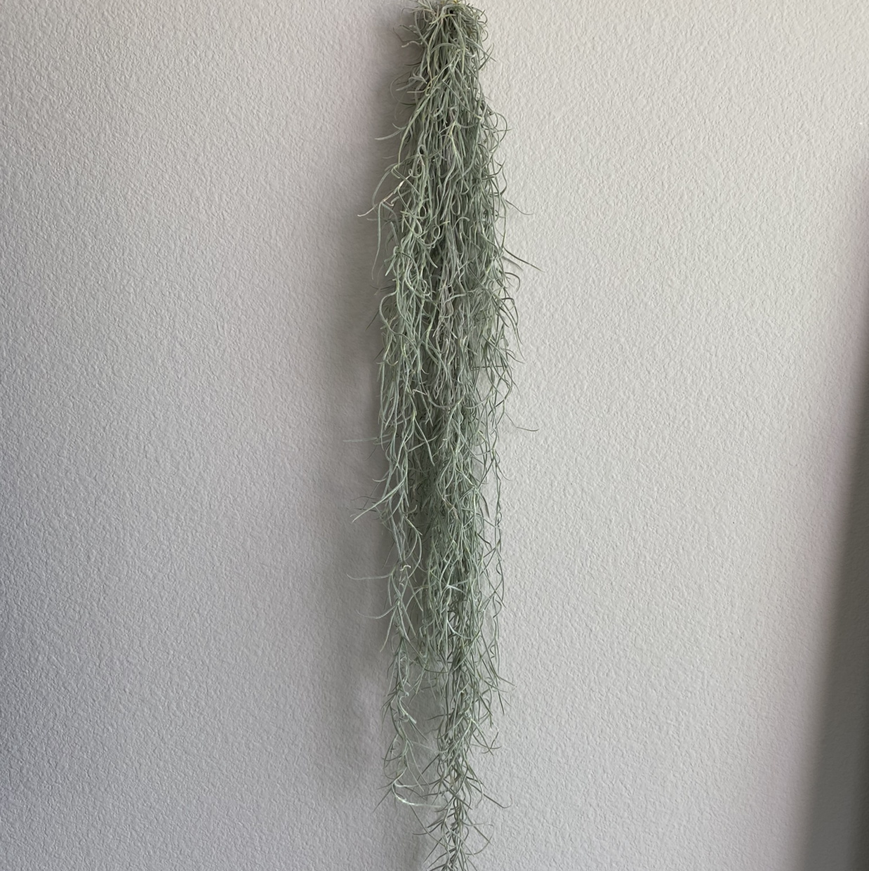 Photo of the plant species Old Man's Beard by @Jasminesernaaa named Lady on Greg, the plant care app