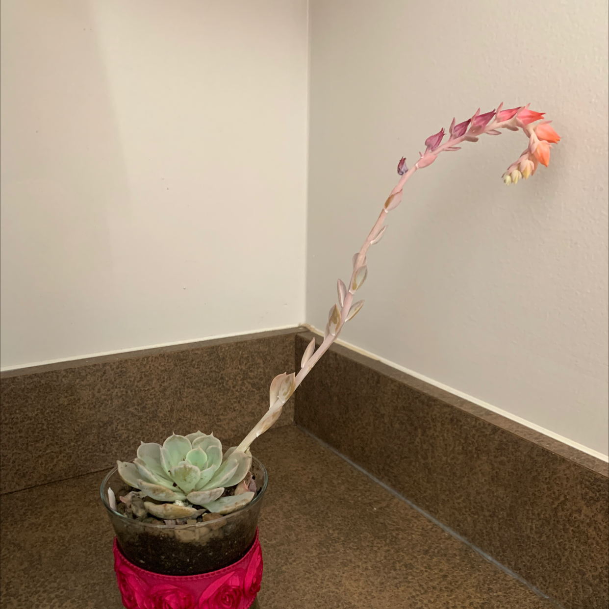 Echeveria Elegans plant photo by @LetITdyeNoooo named Suzzie on Greg, the plant care app.