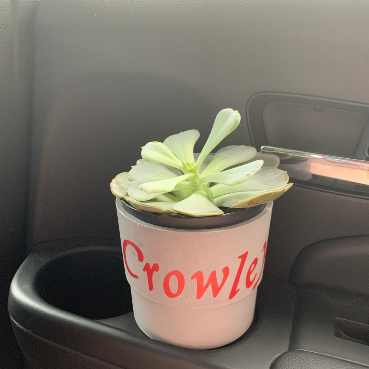 Aeonium Arboreum plant photo by @LetITdyeNoooo named Crowley on Greg, the plant care app.