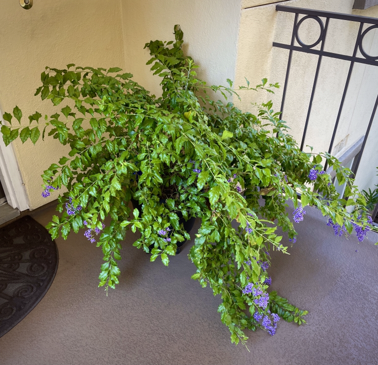 Photo of the plant species Golden Dewdrop by @djaaronk named Surya on Greg, the plant care app
