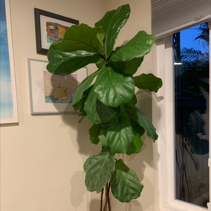 Fiddle Leaf Fig plant photo by Stephen named Maeve on Greg, the plant care app.