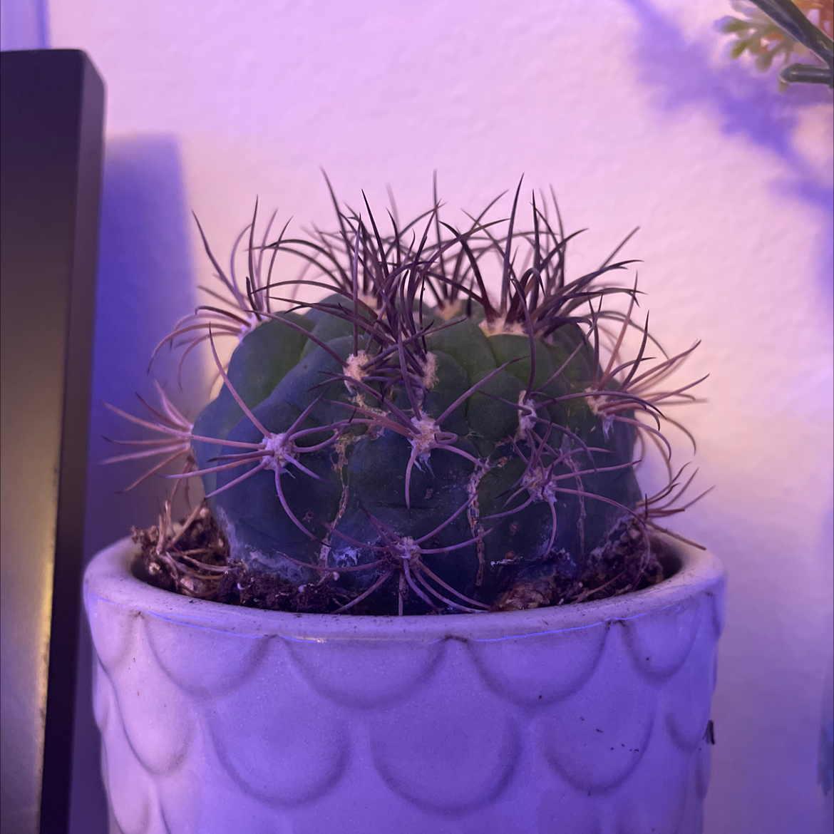 Candy barrel cactus in a white pot, well-framed and in focus.