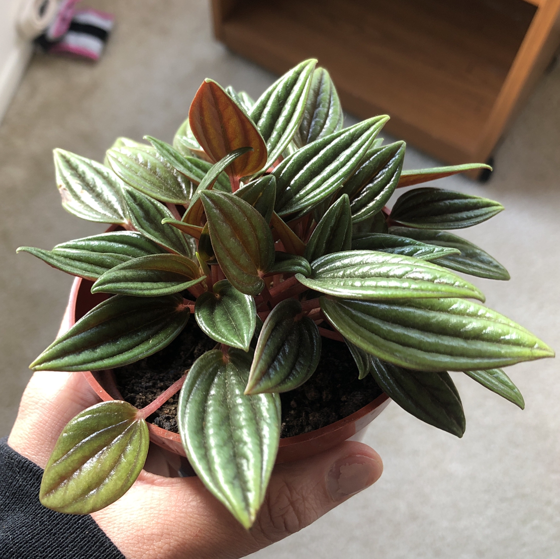 Peperomia 'Rosso' plant with healthy, glossy leaves held by a hand.