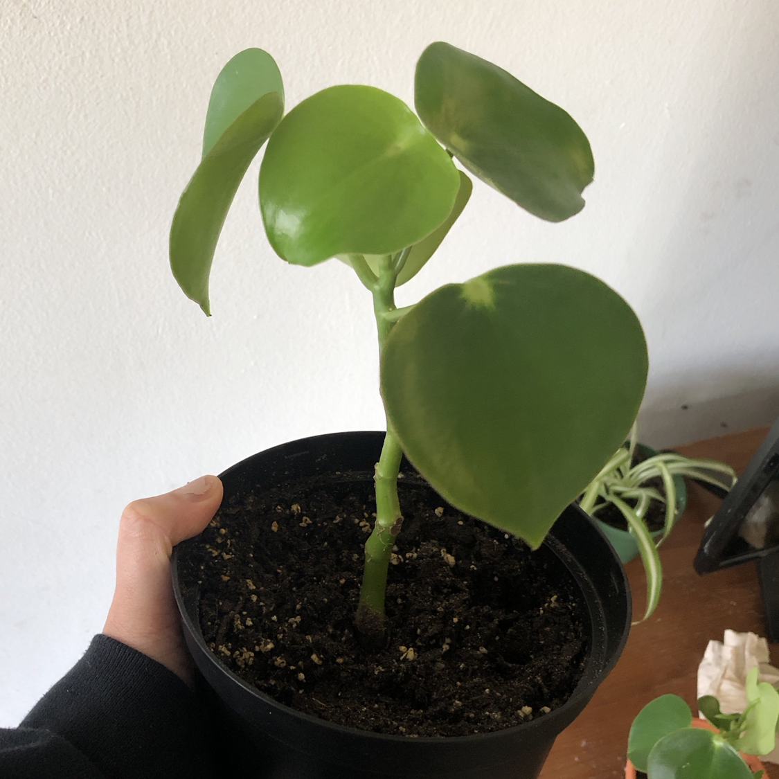 Raindrop Peperomia plant in a black pot held by a hand, with visible soil.