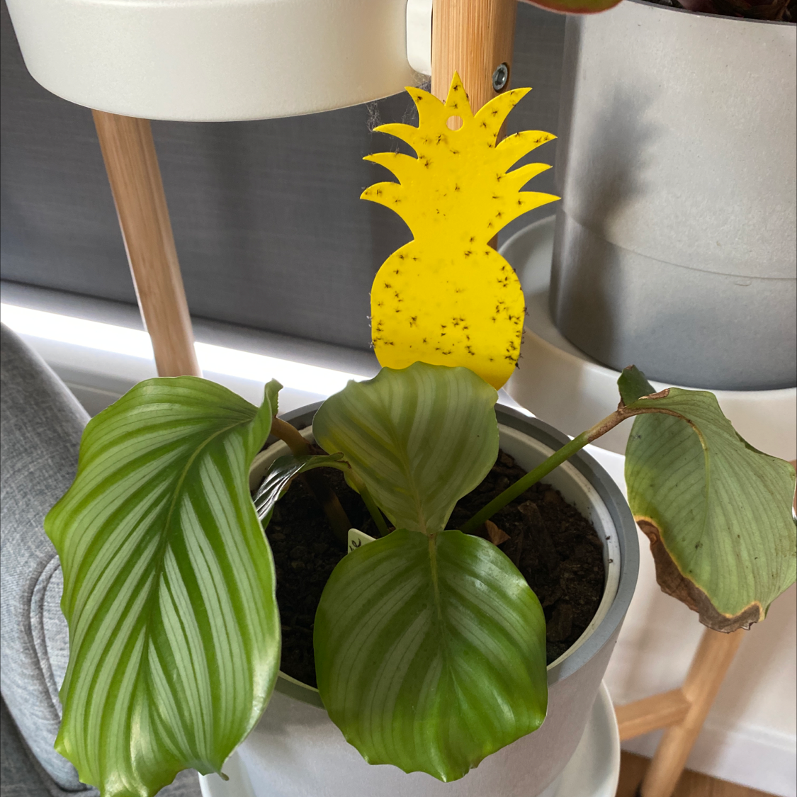 Calathea Orbifolia plant photo by @Lincolnu named Your plant on Greg, the plant care app.