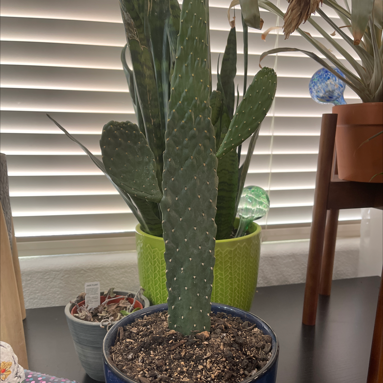 Woolyjoint Prickly Pear plant in a pot with visible soil, well-framed and in focus.