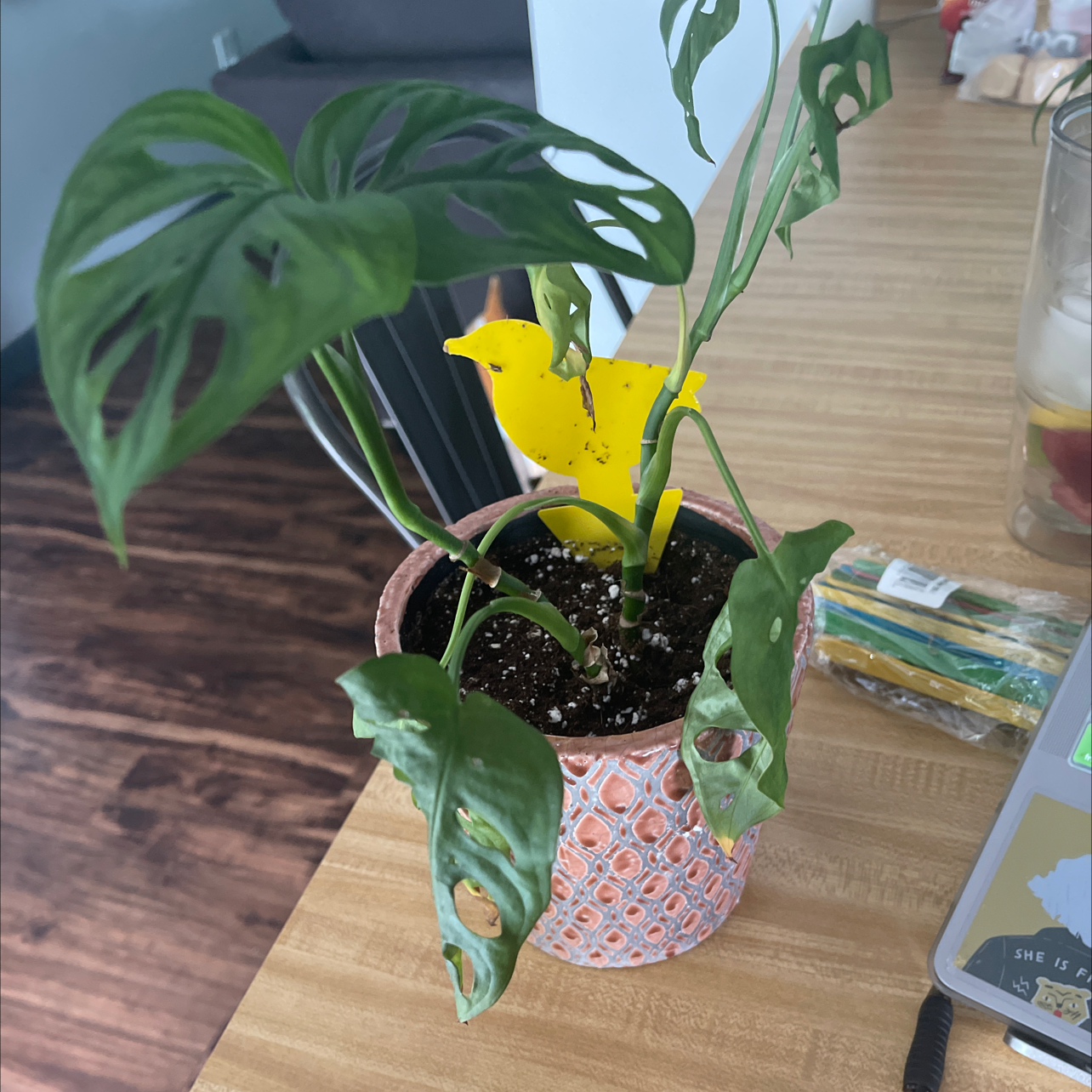 Swiss Cheese Vine (Monstera adansonii) in a decorative pot with perforated leaves and visible soil.