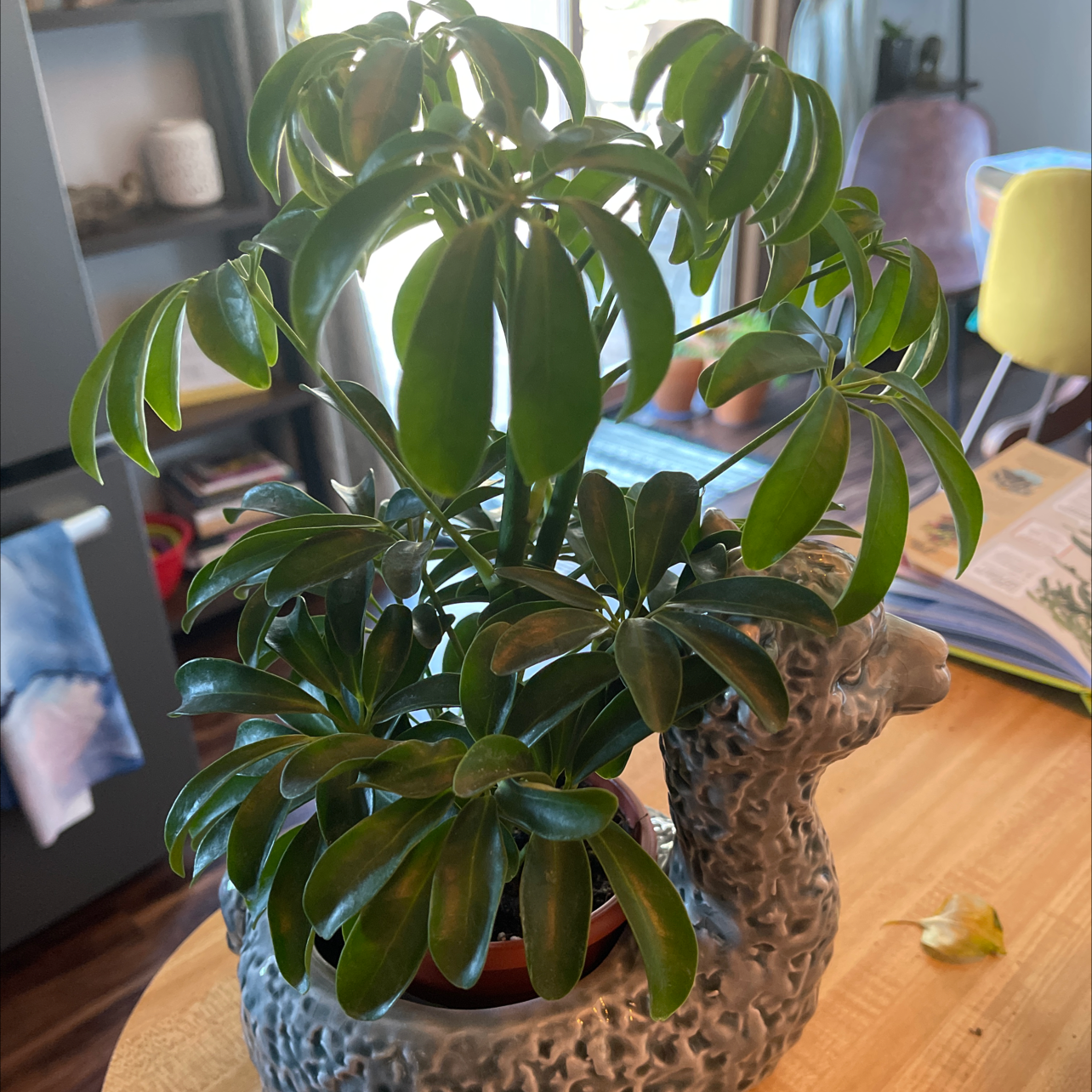 Healthy Dwarf Umbrella Tree with lush green foliage in a woven pot, thriving in an indoor setting.