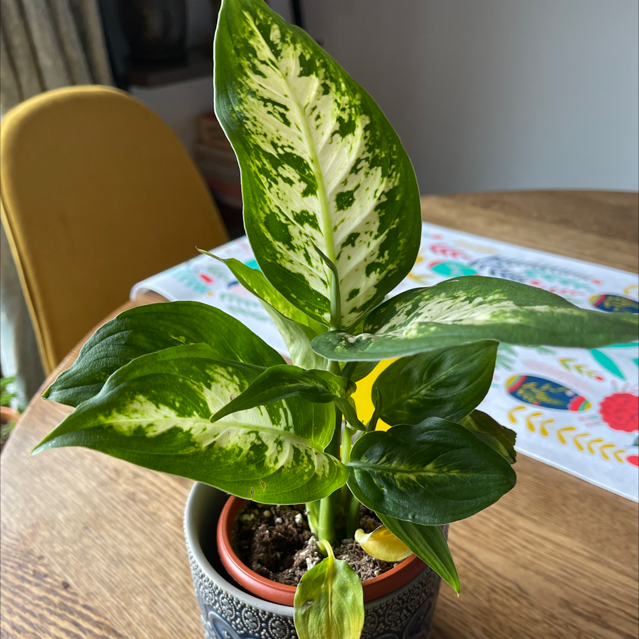 Why Is My Dieffenbachia Dropping Leaves?