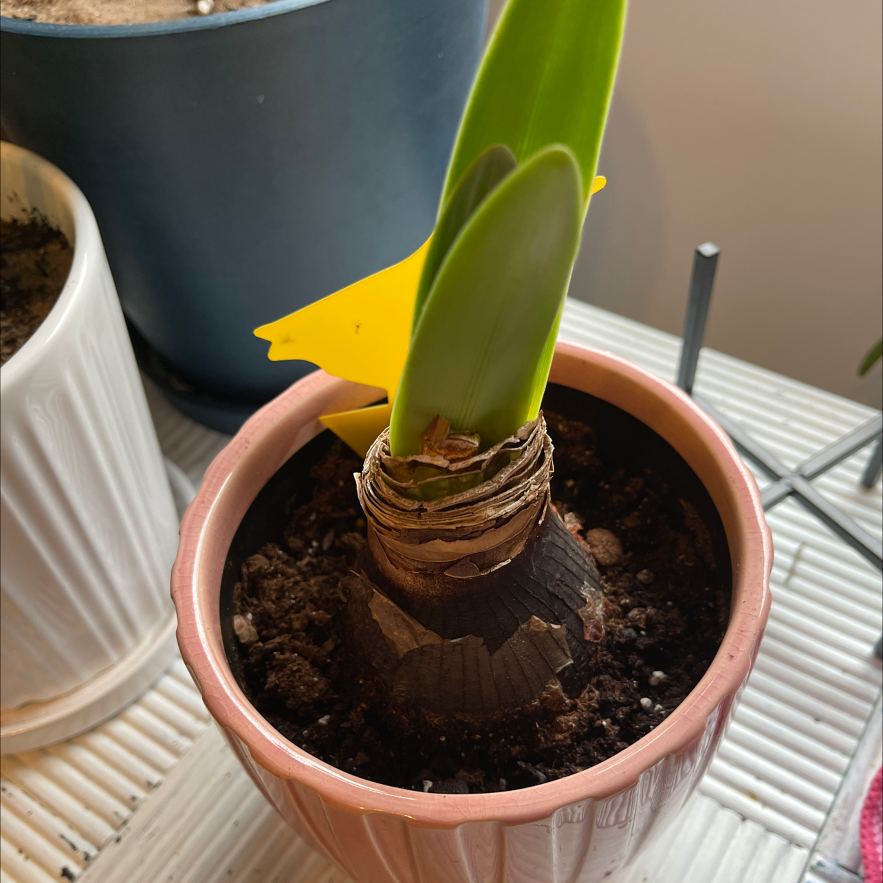 Potted Striped-Tubed Amaryllis with emerging green leaves and visible soil.