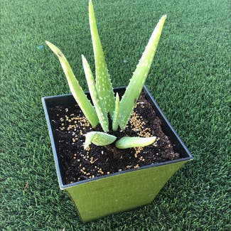 Aloe vera plant in Long Beach, California