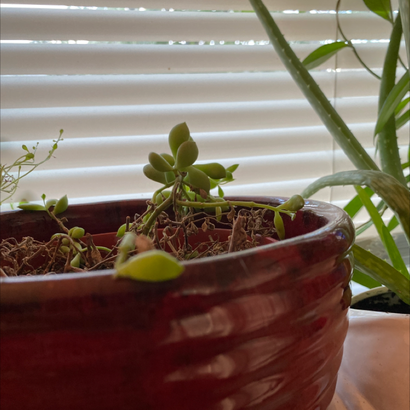 Potted Cliff Cotyledon plant with some wilted leaves, other plants and window blinds in the background.