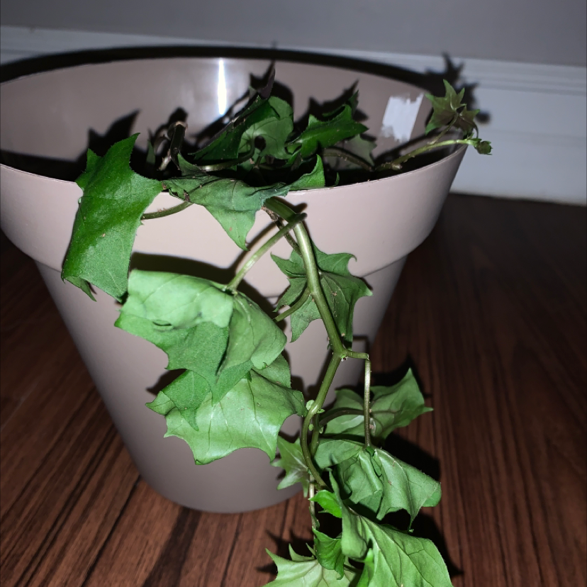 Potted Cape Ivy plant with green, lobed leaves. Some leaves show slight curling.