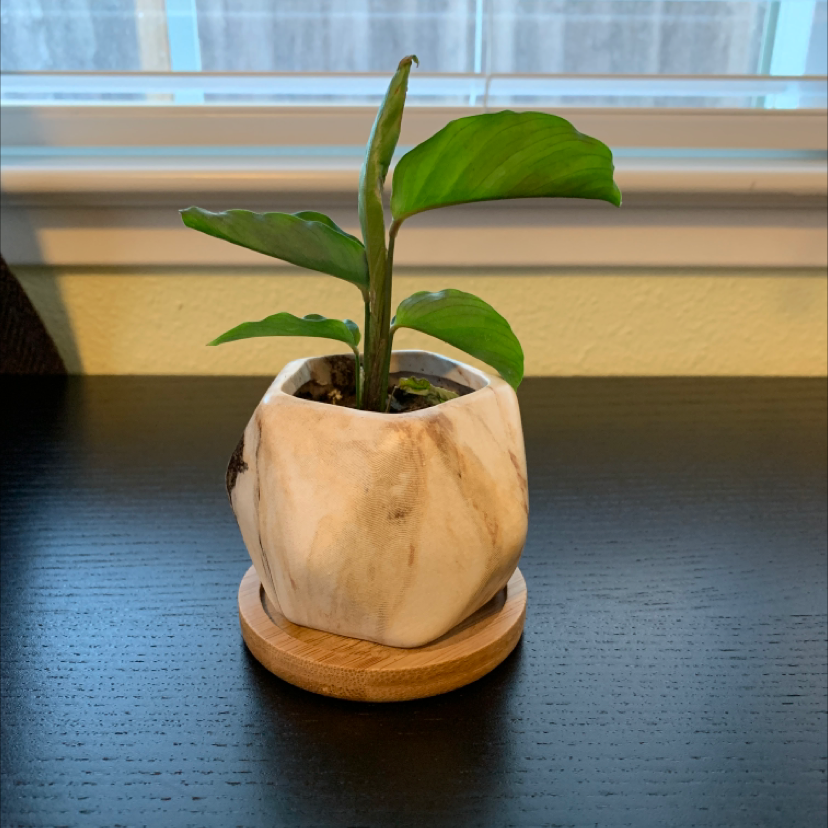 Close-up of a healthy Fishbone Prayer Plant in a wooden pot, showing vibrant green leaves with distinctive darker green vein patterns.
