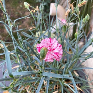 Dianthus Caryophyllus plant photo by Jill named Wall-E on Greg, the plant care app.