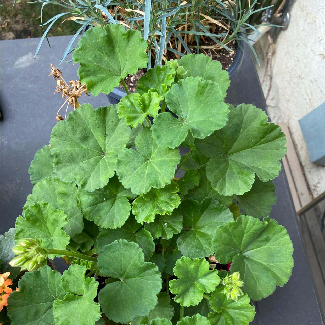 Zonale Geranium plant photo by Jill named Daphne on Greg, the plant care app.