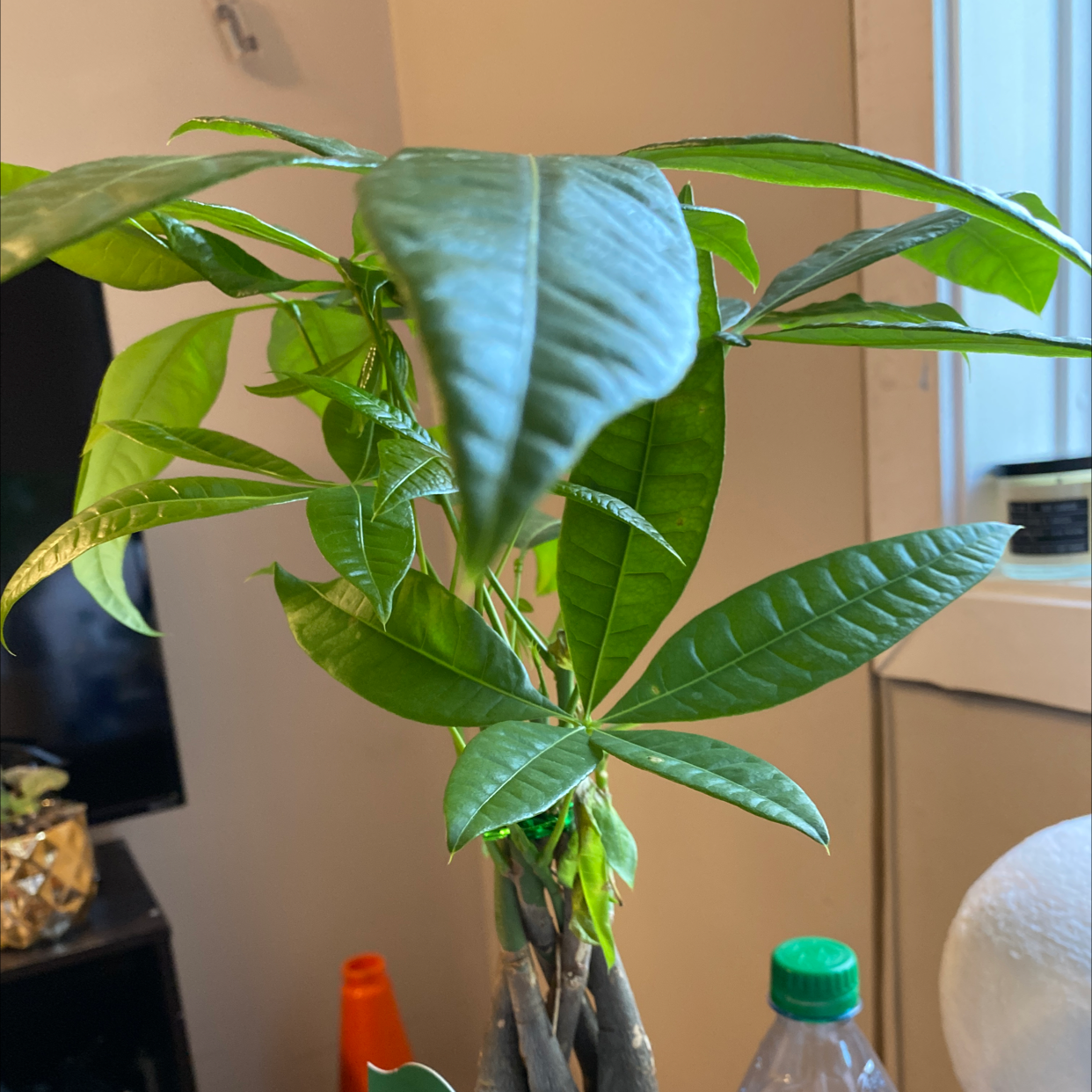 Money Tree plant photo by Jill named Khaleesi on Greg, the plant care app.