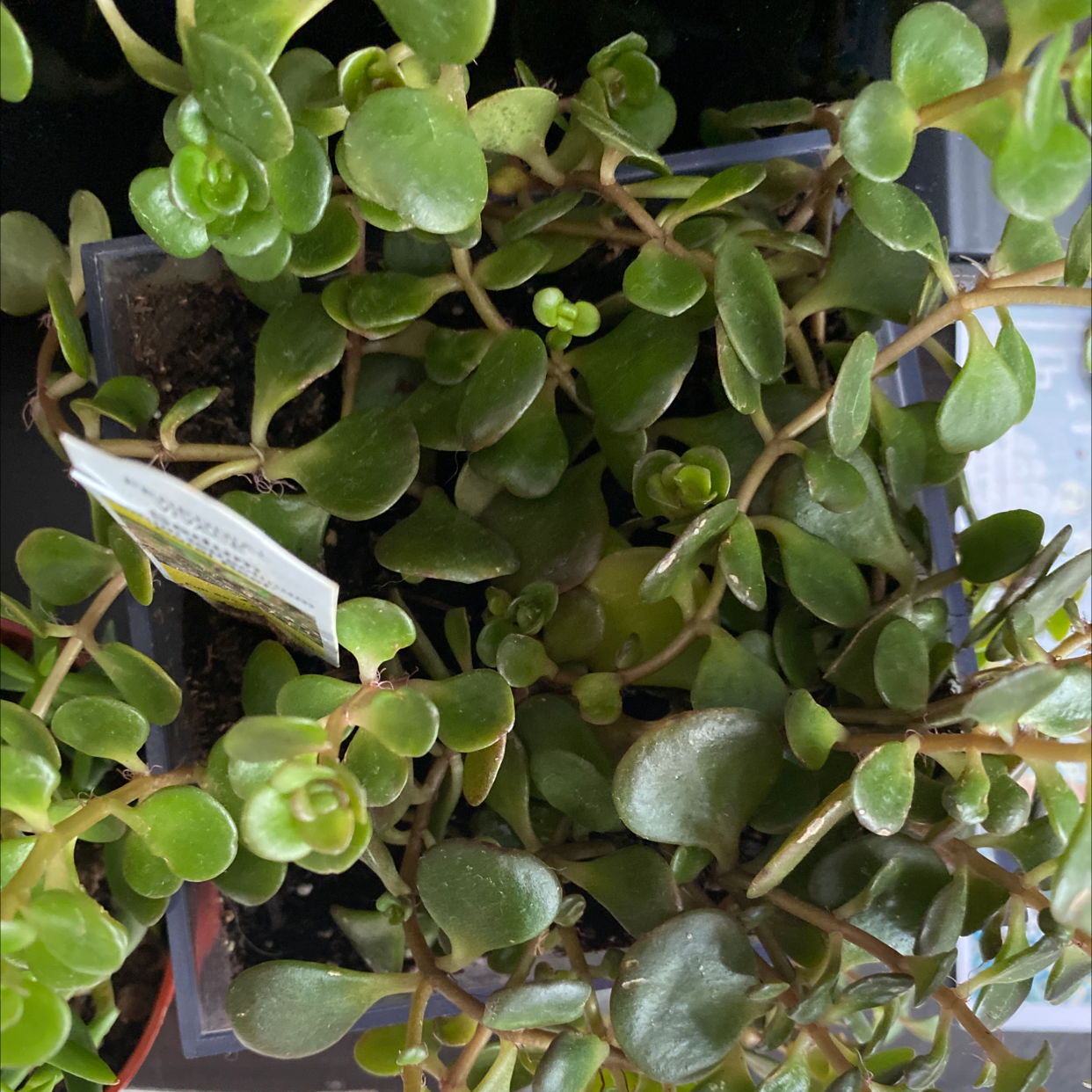 Photo of the plant species Chinese Sedum by Jill named Mochi on Greg, the plant care app