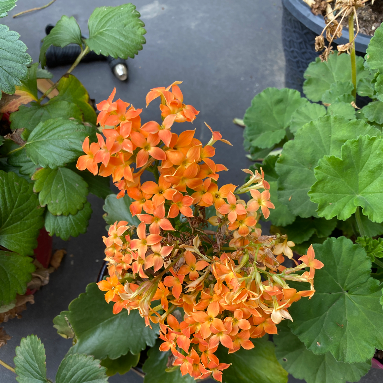 Florist Kalanchoe plant photo by Jill named Leonardo on Greg, the plant care app.