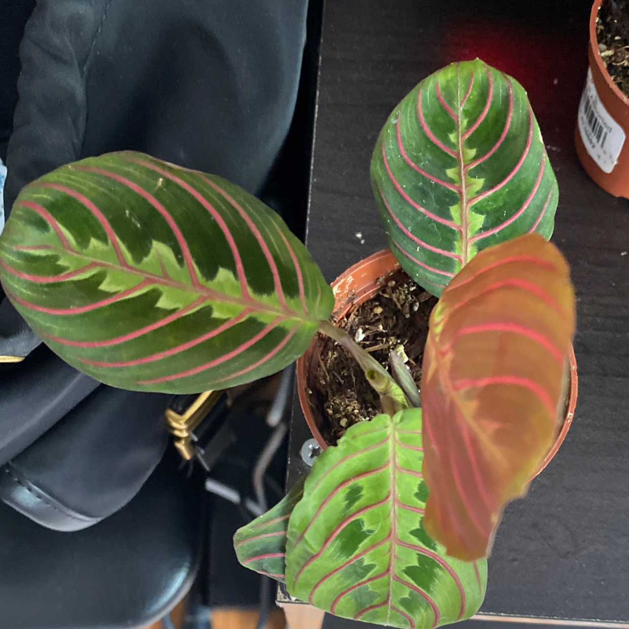 Green Prayer Plant plant photo by Jill named Figyonce on Greg, the plant care app.