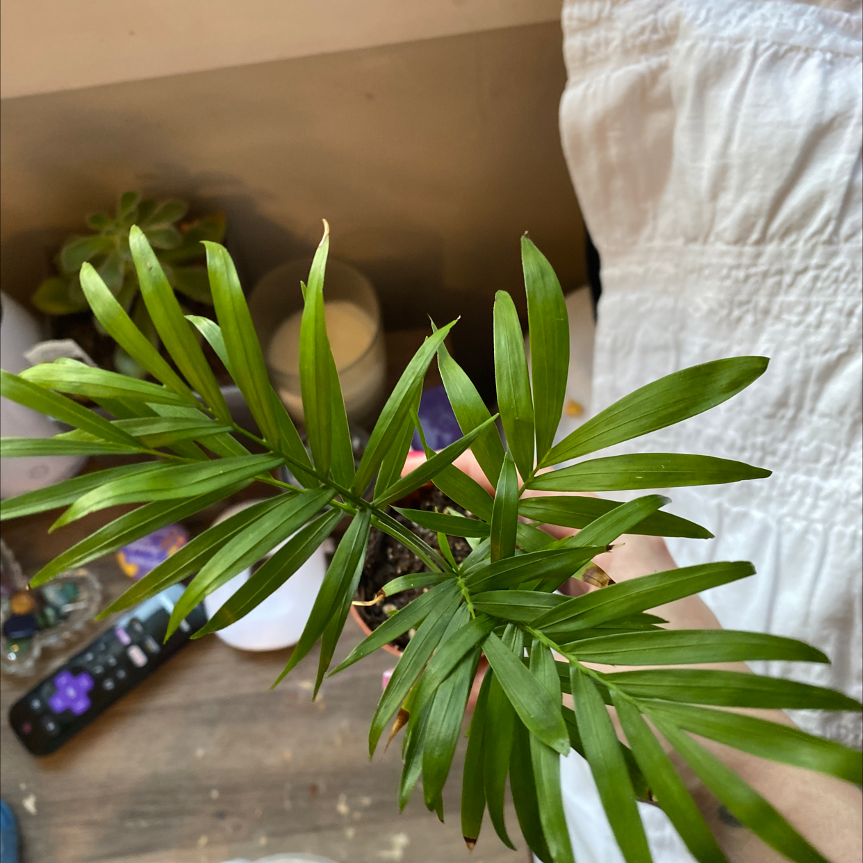 Parlour Palm plant photo by Jill named Zarkey on Greg, the plant care app.