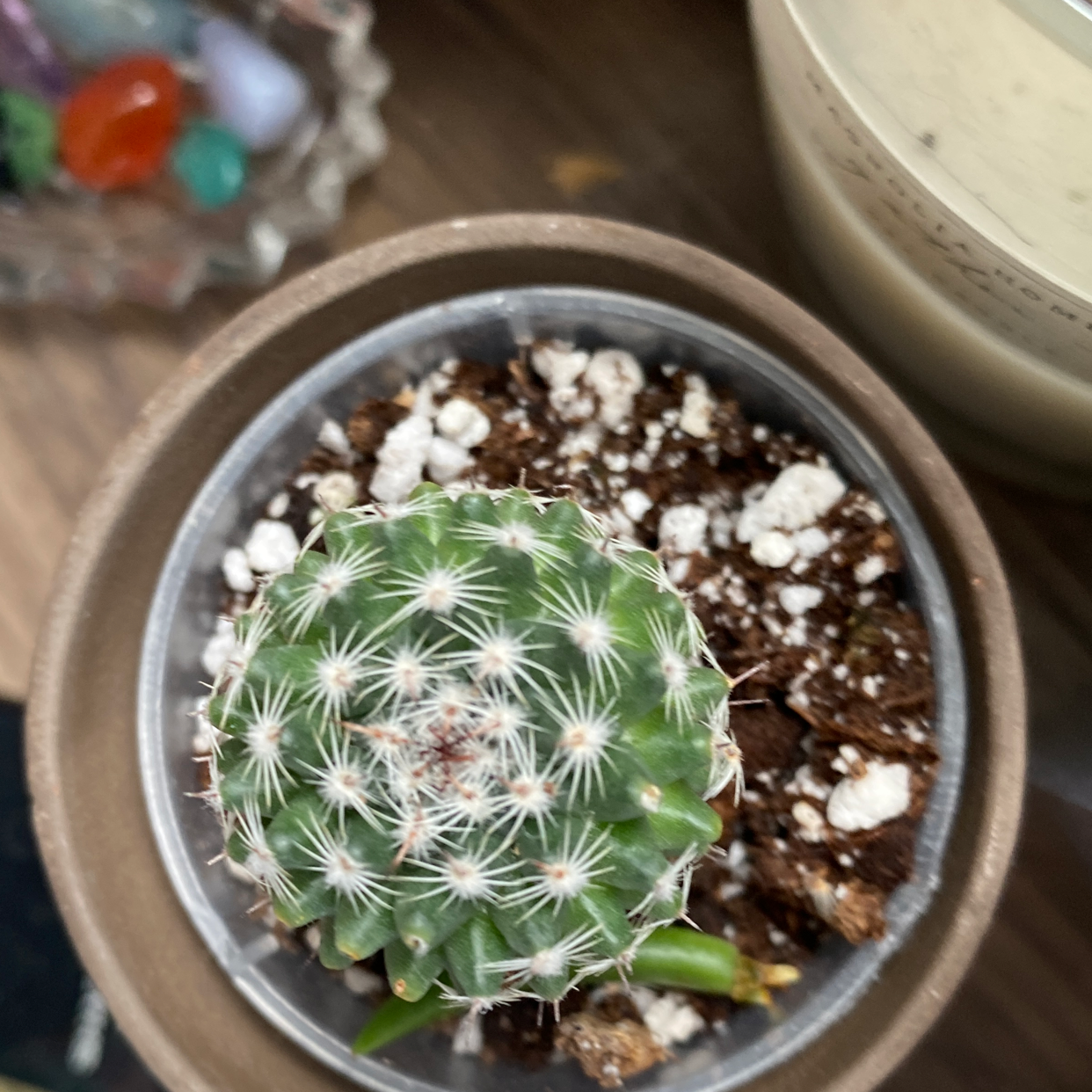 Little Nipple Cactus plant photo by Jill named Xena on Greg, the plant care app.