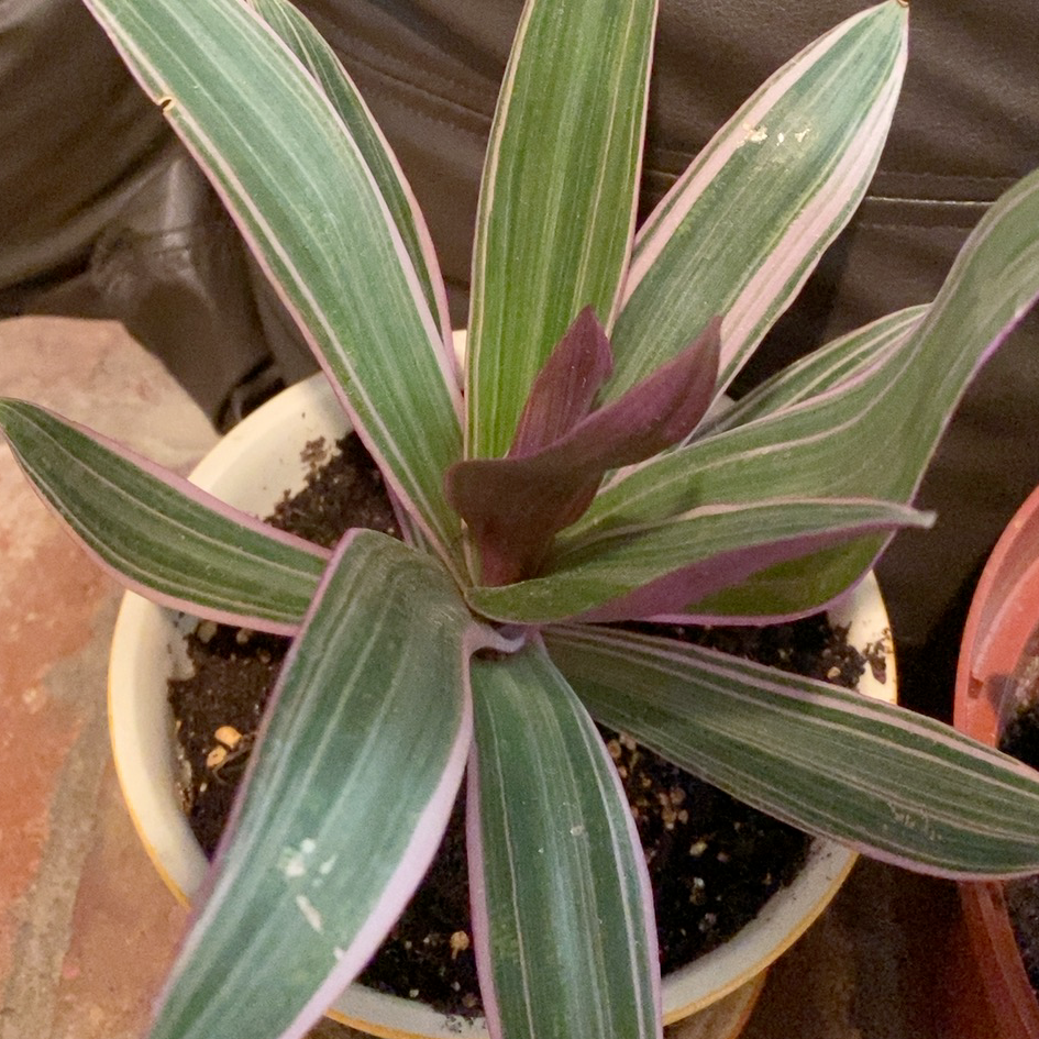 Moses-in-the-Cradle plant photo by Jill named Gregarious on Greg, the plant care app.